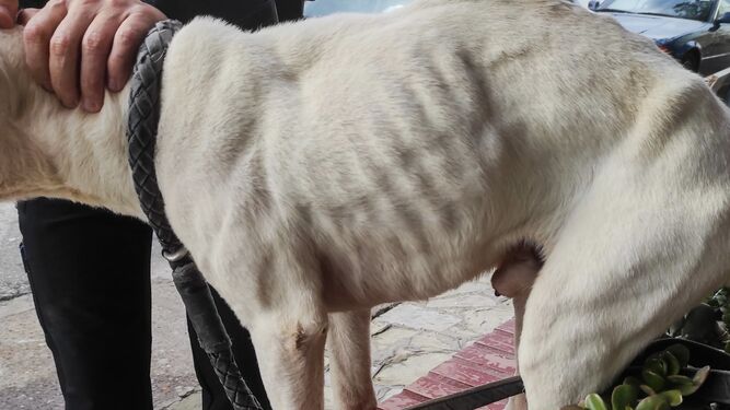El perro rescatado por la Policía Local de Marbella.
