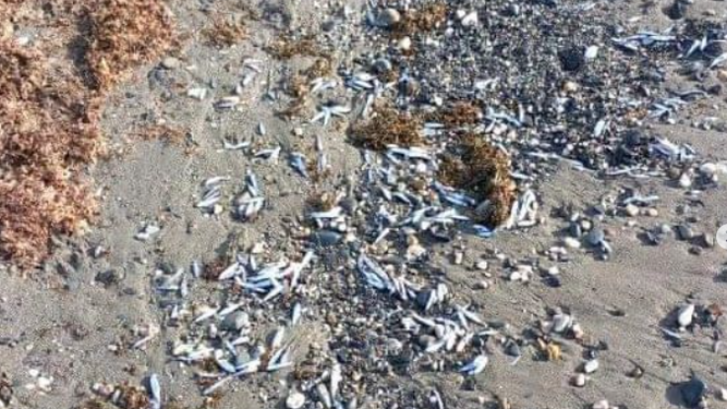 Peces muertos en la playa de Estepona