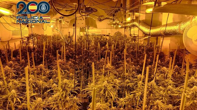 Las plantas de marihuana descubiertas por la Policía