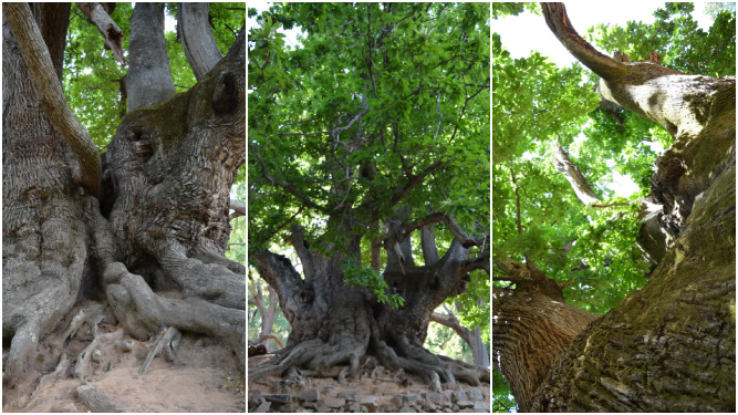 El Castaño Santo de Istán, uno de los árboles más longevos de Málaga.