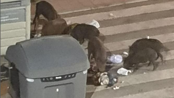Varios jabalíes buscando comida en un contenedor de basura.