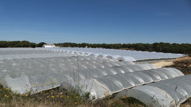 Cultivos legalizados en el entorno de Doñana situados en la localidad de Lucena del Puerto.