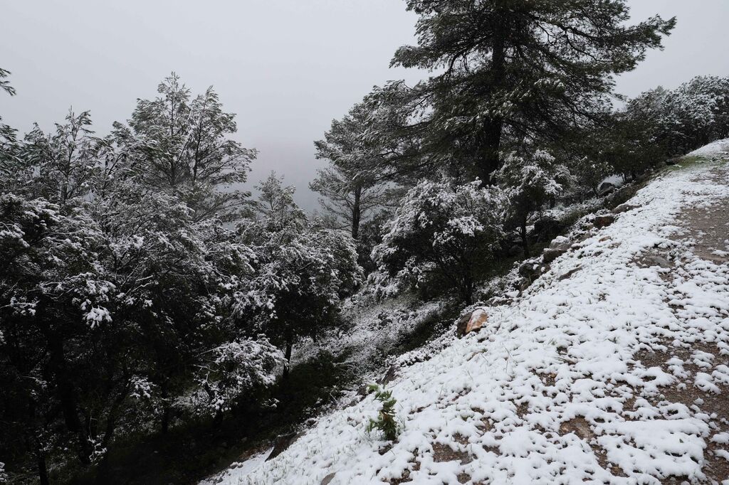 La nueva nevada  en el Parque Nacional Sierra de las Nieves, en fotos