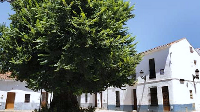 Uno de los árboles más longevos de España está en este pueblo de Huelva